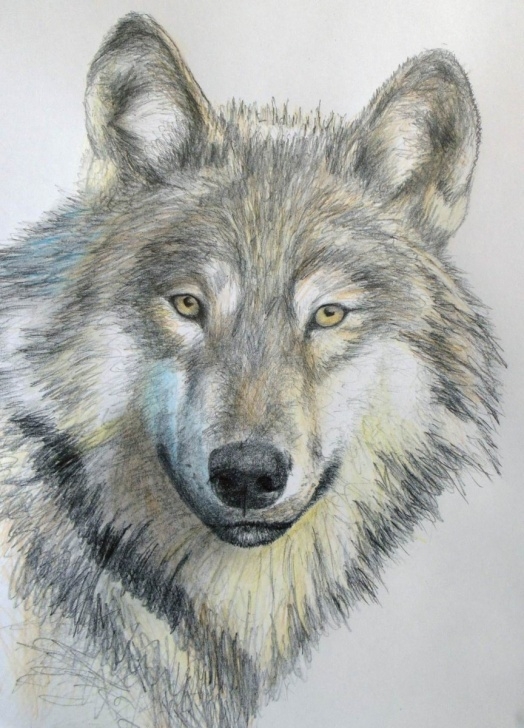 Top Wolf Pencil Art Techniques How To Draw A Wolf In Pencil — Online Art Lessons Photo