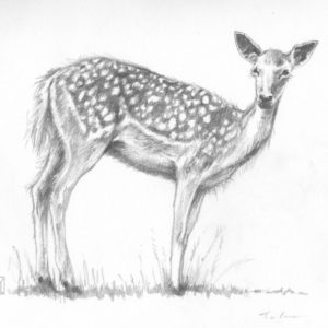 Animal Pencil Art