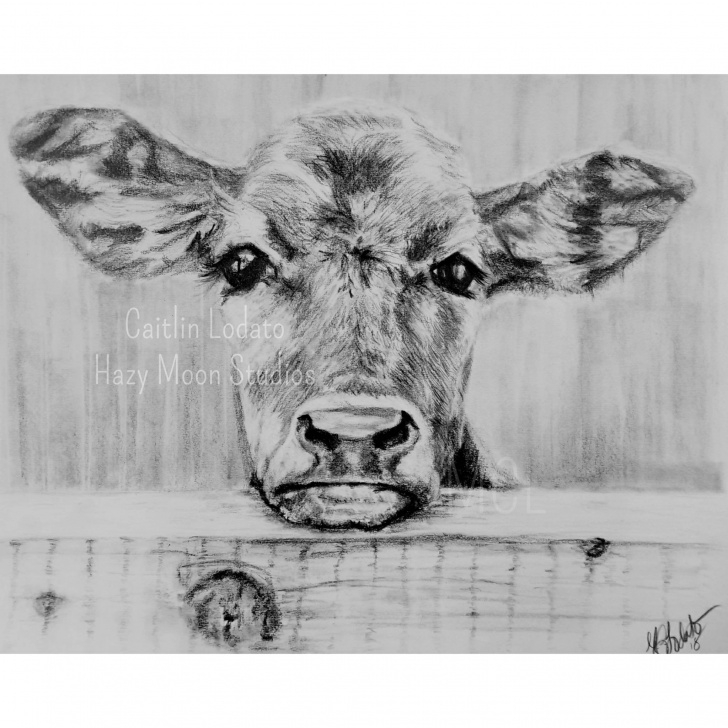 Wonderful Cow And Calf Pencil Drawing Tutorials Calf In Pencil Print , Cow, Cute Cow, Cow Face, Cow Print, Pencil Print Of A Cow Calf, Brown Cow Images