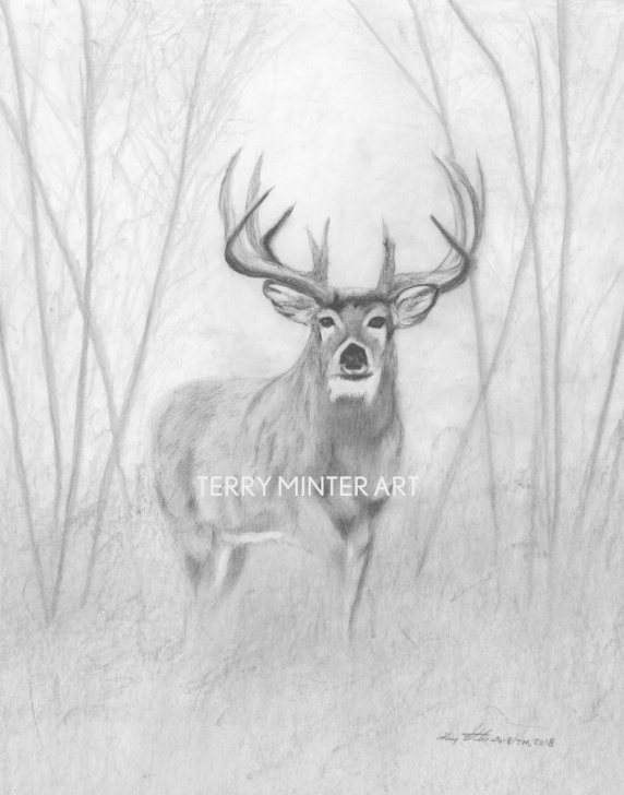 Wonderful Deer Pencil Sketch Techniques Whitetail Deer Pencil Sketch Print "woodland Buck", Graphite Pencil Print, Canada Animal Art Print, Deer Pencil Drawing, Moose Jaw Artist Photo
