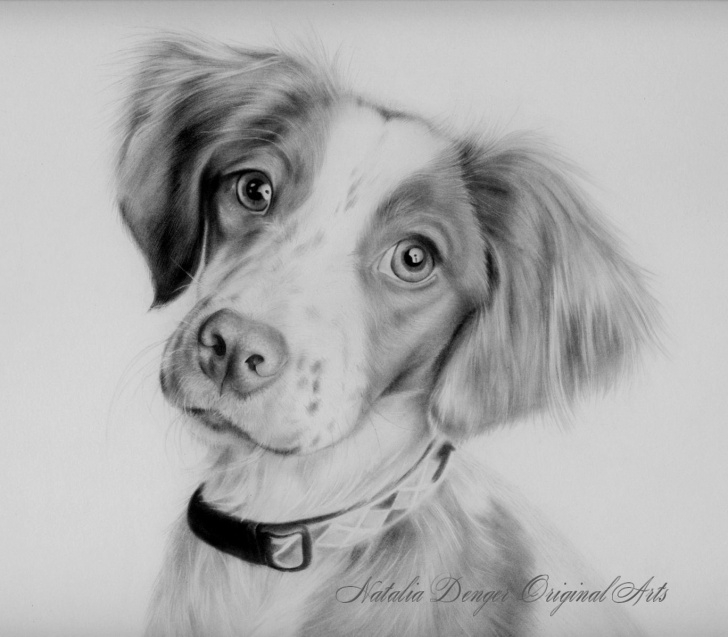 Wonderful Dog Pencil Art Simple Cute Dog Pet Portrait Pencil Drawing. | .~Realistic Drawings~. In Pic