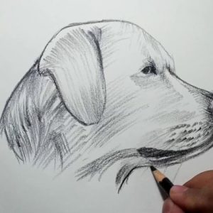 Dog Pencil Drawing