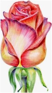 Wonderful Easy Pencil Colour Drawing Step by Step Create Colored Pencil Still Life Drawings, Landscapes, Portraits And Images