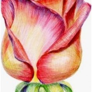 Easy Pencil Colour Drawing