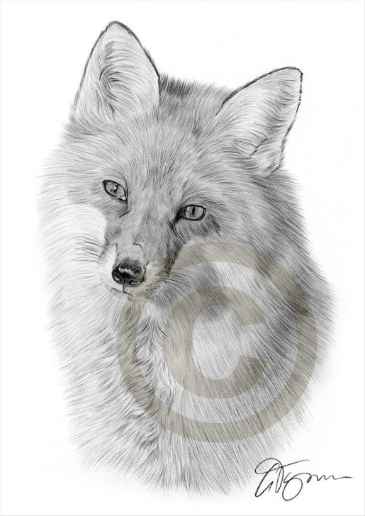Wonderful Fox Pencil Drawing Simple Red Fox Pencil Drawing Print - Wildlife Art - Artwork Signed By Artist Gary Tymon - Ltd Ed 50 Prints Only - 2 Sizes - Animal Pencil Portrait Pic