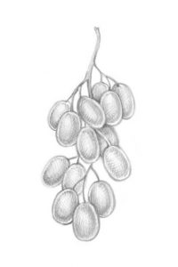 Wonderful Fruits Pencil Drawing Courses How To Draw 10 Different Varieties Of Berry Photos