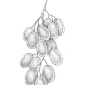 Fruits Pencil Drawing
