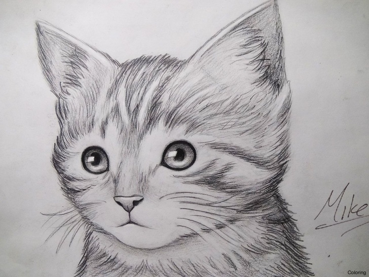 Wonderful Kitten Pencil Drawing Courses 10+ Kitten Pencil Drawing - Pencil Drawing - Drawing Sketch Painting Picture