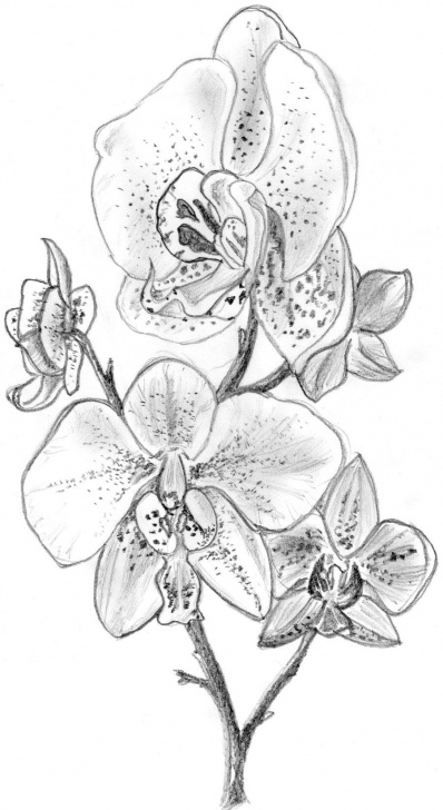Wonderful Orchid Pencil Drawing Tutorials Orchid Sketches | Orchid By Irongarlic Traditional Art Drawings Picture