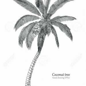 Palm Tree Pencil Drawing