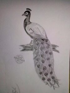Wonderful Peacock Pencil Sketch Easy Peacock Pencil Sketch At Paintingvalley | Explore Collection Of Photos