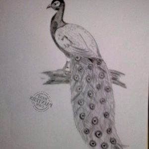 Peacock Pencil Sketch