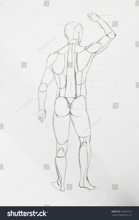 Wonderful Pencil Sketch Of Human Body Parts Tutorial Detail Human Back Body Parts Pencil Stock Illustration 162857753 Pic