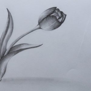 Tulip Drawings In Pencil